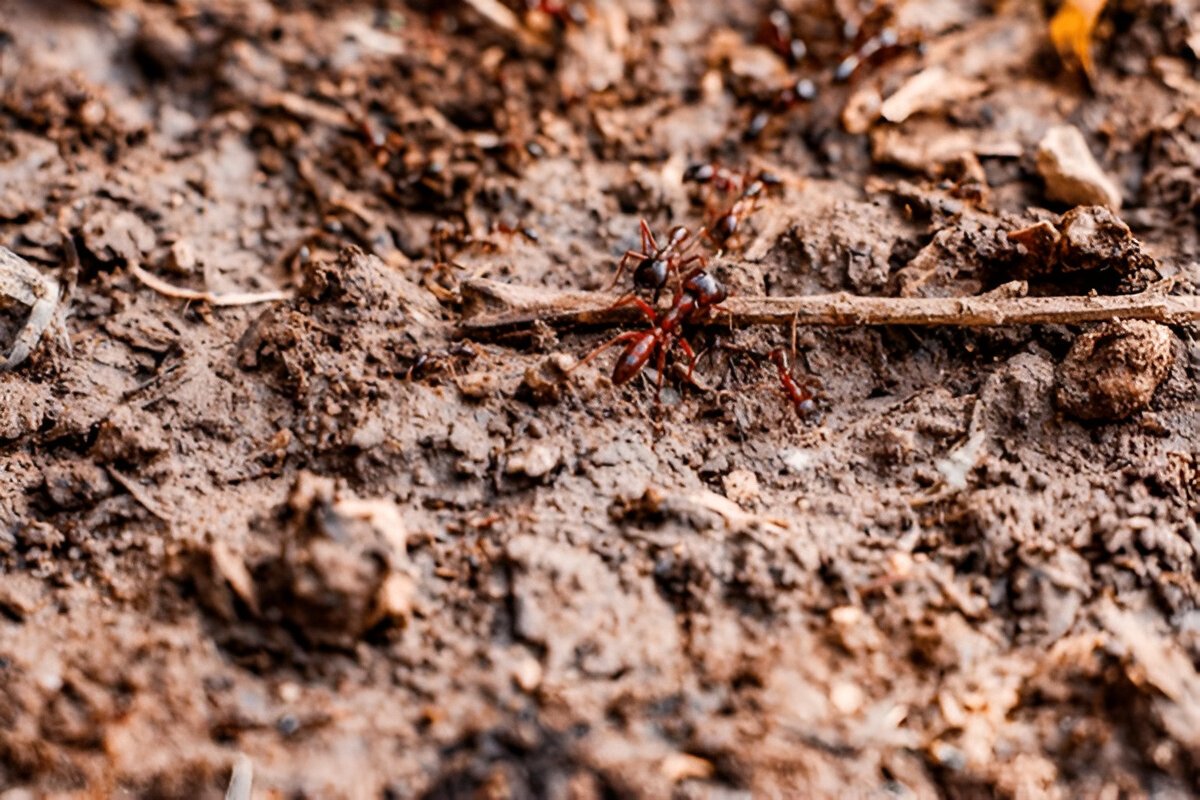 Participate in Citizen Science