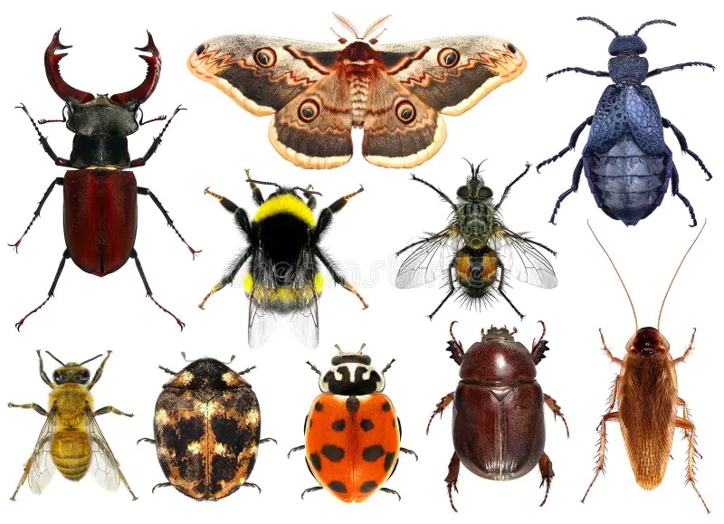 Raising Awareness of Insect Ecosystem Services