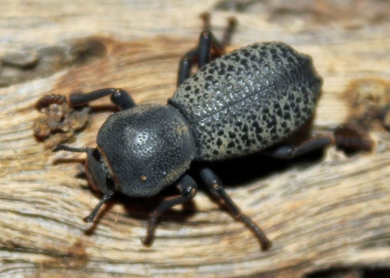 Conservation of Pollinators, Threatened, and Endemic Insect Species